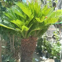 چنار|گل و گیاه طبیعی|تهران, تهرانسر غربی|دیوار