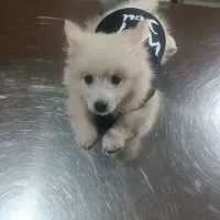 پامر اشپیتز