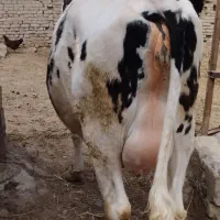گاو|حیوانات مزرعه|نیشابور, ماروسک|دیوار