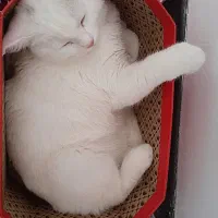 فروش گربه نر|گربه|یزد, |دیوار