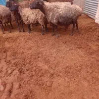 گوسفند میش بره دار