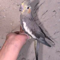 عروس هلندی ماده|پرنده|اصفهان, خوراسگان|دیوار