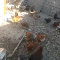 مرغ و خروس و اردک|حیوانات مزرعه|ماهدشت, |دیوار