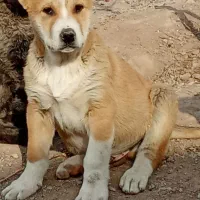 سگ نژاد دار