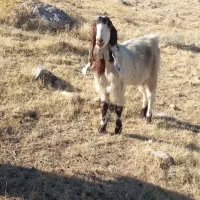 بزغاله داشتیدرجه یک