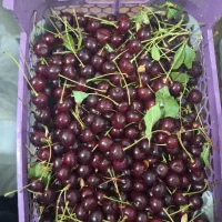 آلبالو محلی درجه یک