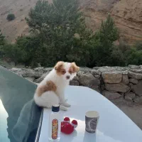سگ خیلی کوچیک مناسب اپارتمان