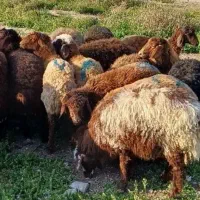 «گوسفند زنده کم چربی /شکم خالی با پلاک سلامت»|حیوانات مزرعه|مشهد, نوید|دیوار