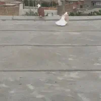 دوبال زرد سوسکی بزک دوعدد کربلایی سرخ خون سینه|پرنده|گالیکش, |دیوار