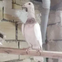 هفترنگ پرنده و خوشرنگ سیاه