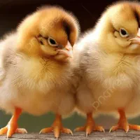 انواع جوجه یک روزه ،یک ماهه و دو ماهه در بم
