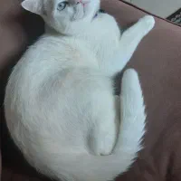 گربه بریتیش