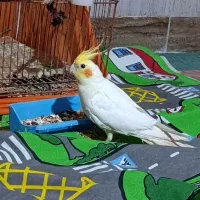 عروس هلندی نر