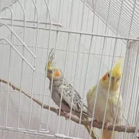 دو جفت عروس هلندی و پاریس|پرنده|سوسنگرد, |دیوار