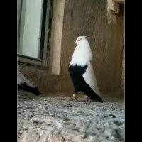معاوضه با کبوتر پرشی صید