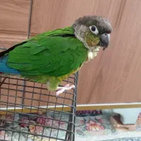 طوطی گریچینگ