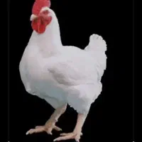 مرغ تخم گزار