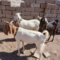 بز پاکستانی داشتی