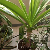 گل اشک ملکه