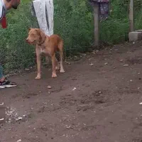 واگذاری پیث پول ۱۱ماهه. برای نگبانی