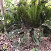 گل سیکاس