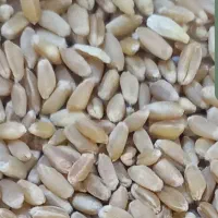گندم (ذهب صافی)