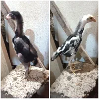 جوجه لاری اوشامو نسل ونژاد معتبرووارداتی