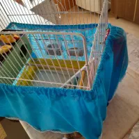 مرغ عشق نروماده وقفسه کامل|پرنده|سنندج, |دیوار