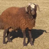 بره قوچ شیشک قوچ میش بز سگ