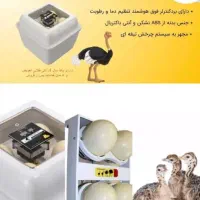 جوجه کشی خانگی و جوجه کشی صنعتی تمام اتوماتیک|لوازم جانبی حیوانات|شیراز, شهرک امیر کبیر|دیوار