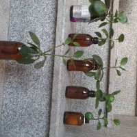 قاشقی گل