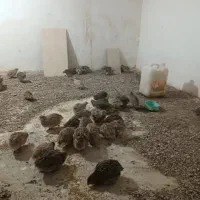 سی چهل عدد بلدرچین تازه به تخم اومدهسی|حیوانات مزرعه|بیرجند, |دیوار