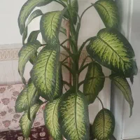 فروش گل دیفن باخیا بزرگ