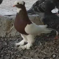 جفت کفتر طوقی