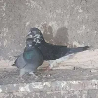 کبوتر سرور|پرنده|ایرانشهر, |دیوار