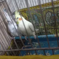 طوطی عروس|پرنده|محمدیه-قزوین, |دیوار