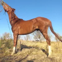 اسب|اسب و تجهیزات اسب‌سواری|تربت‌حیدریه, ۴۵ متری|دیوار