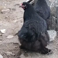 مرغ امپراطور برهما