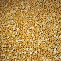 حبوبات به قیمت عمده|خوردنی و آشامیدنی|بومهن, |دیوار