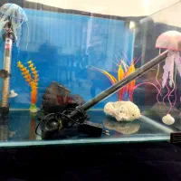 آکواریوم ضخیم شرکتی|ماهی|فردیس, شهرک سپاه|دیوار