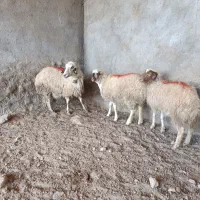 یک راس میش جملی جوان بادو بره بزرگ دوباره ابستن