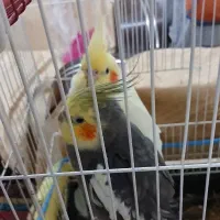 طوطی عروس،|پرنده|لاهیجان, کوی آزادگان|دیوار