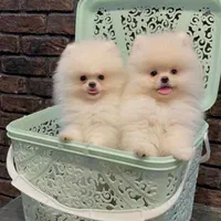 سگ پودل . پامر . پامرانین خرسی سفید ۷۵ روز