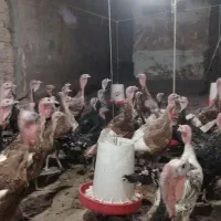 بوقلمون برونزه  و بوربون  تخم بلدرچین نطفه دار