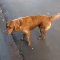 گمشده محموداباد مبلغ ۱۰ملیون مژدگانی