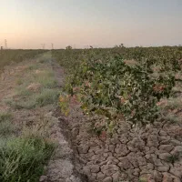 باسلام نیم هکتارزمین پسته بفروش میرسدقیمت توافقی|فروش زمین و ملک کلنگی|مشهد, طرق|دیوار