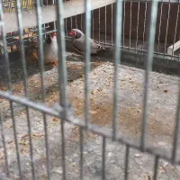 فردش فنچ لپ سیاه