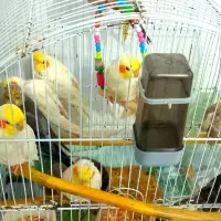 عروس هلندی حراج