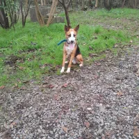 سگ باهوش نگهبان..گرگی میکس|سگ|کیاشهر, |دیوار