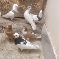 شش تا رنگه|پرنده|تربتحیدریه, قاسم آباد|دیوار